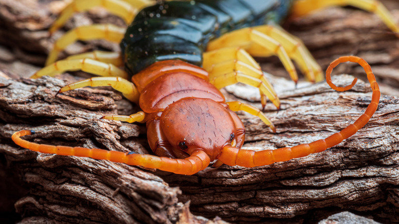 Giant desert centipede on bark, close-up