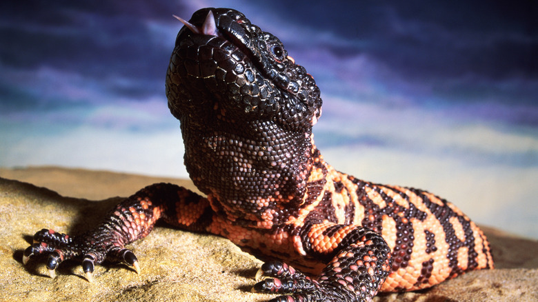 Gila monster close up, in sand