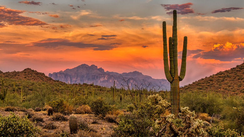 Sonoran desert at dusk