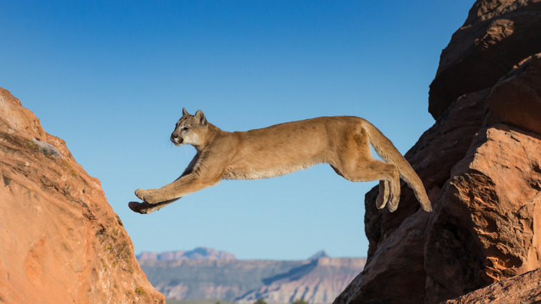 Mountain lion mid-leap