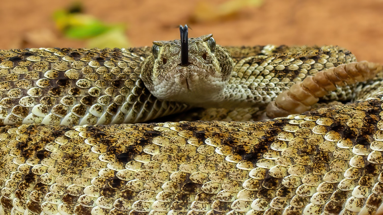 Rattlesnake with tongue out and curled up, close-up