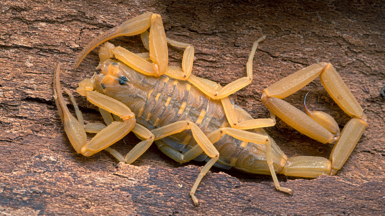 Arizona bark scorpion, close up