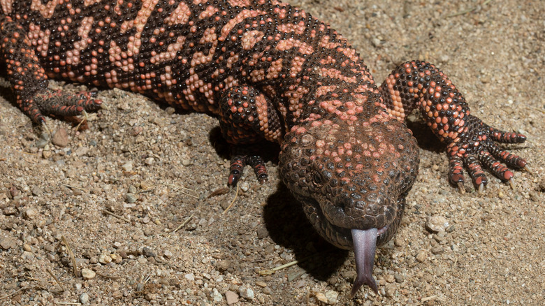 Gila monster in the sand