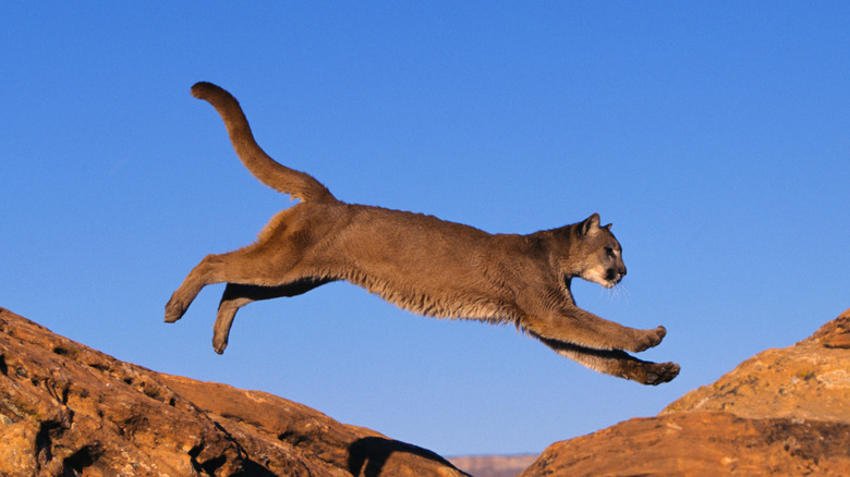 Mountain lion leaping across rocks