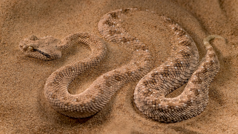 Sidewinder rattlesnake in the sand