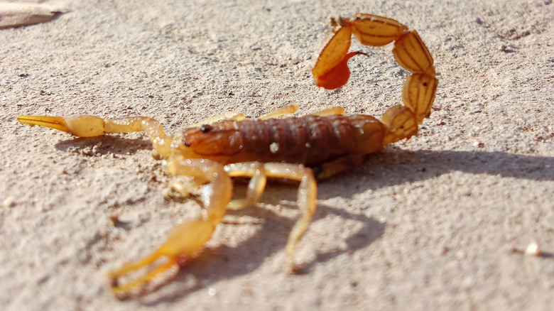 Bark scorpion in sand, close up