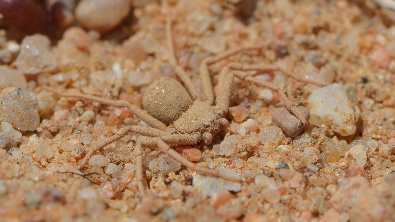 Desert recluse spider in the sand, close up