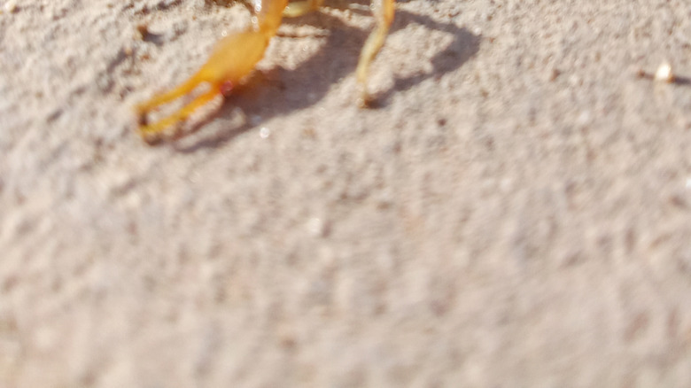 Close up of scorpion in sand