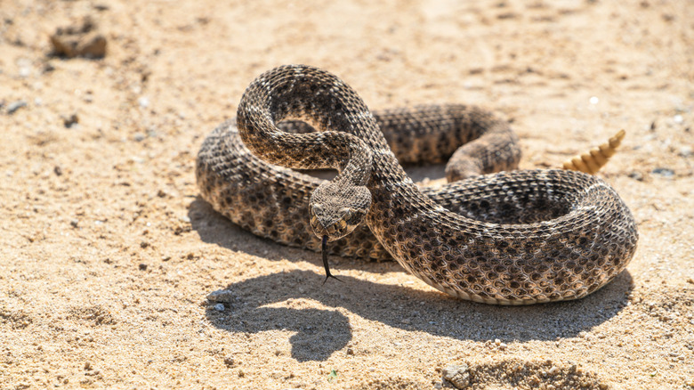 Rattlesnake coiled up in sand