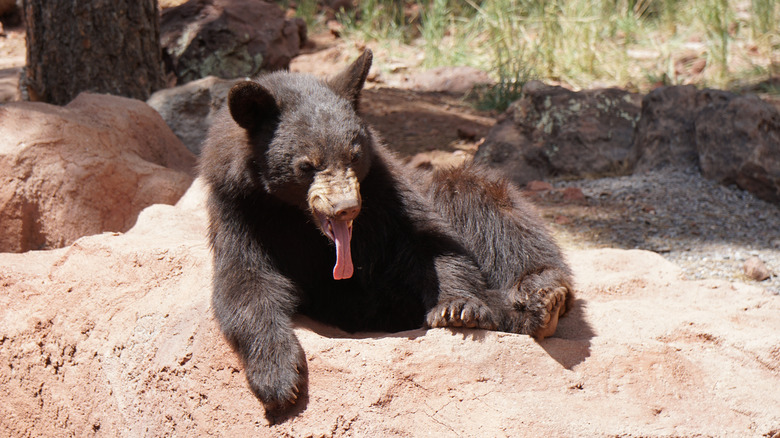 Black bear seated with tongue out