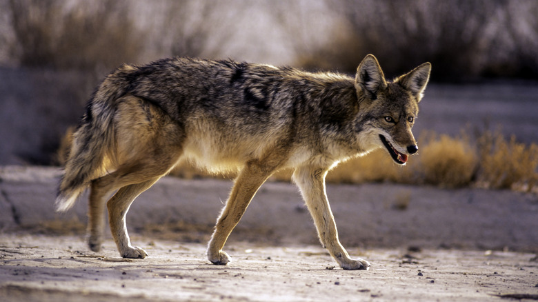 Coyote walking along desert