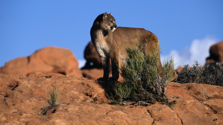 Mountain lion standing on rock, looking to right