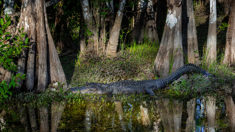 Florida alligator on the shore