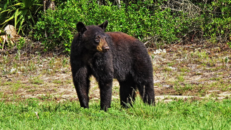 A black bear standing on grass