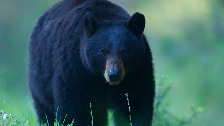 Black bear walking