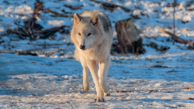 gray wolf walking