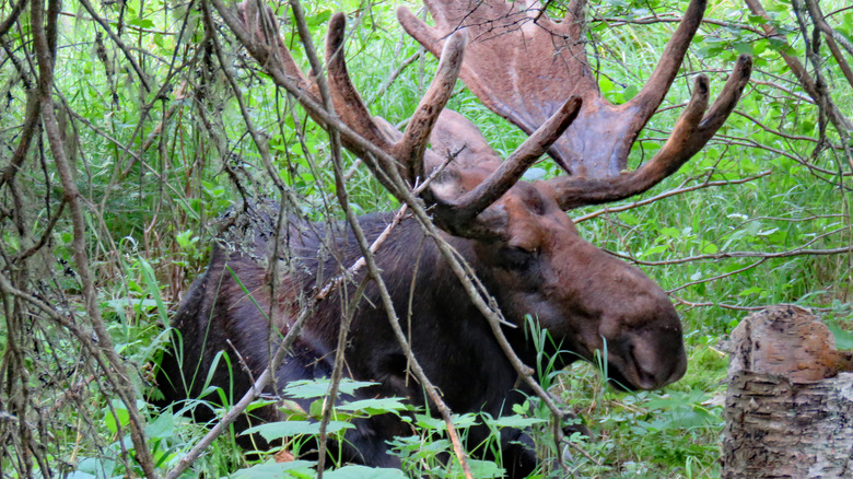 moose in woods