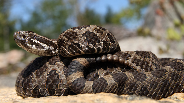 eastern massasauga rattlesnake