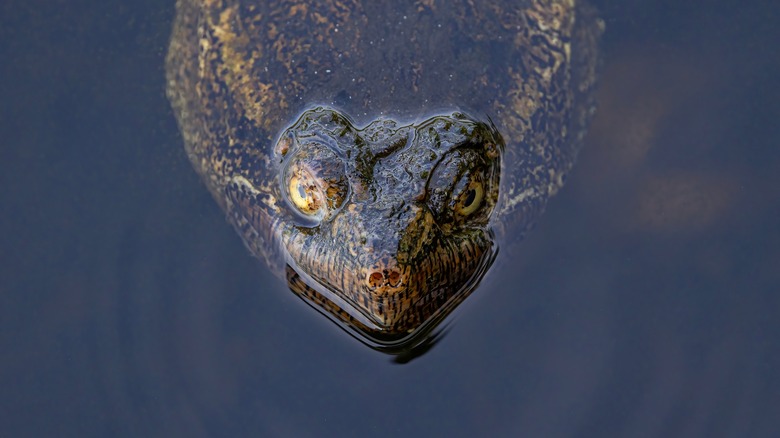 snapping turtle poking head out of water