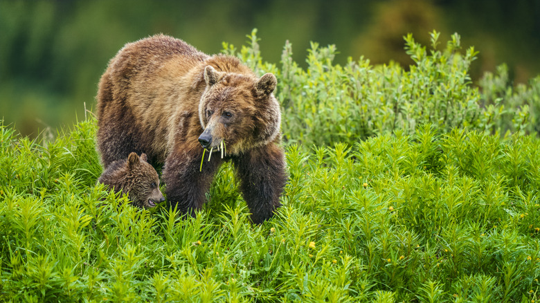 Grizzly bear and cub in nature