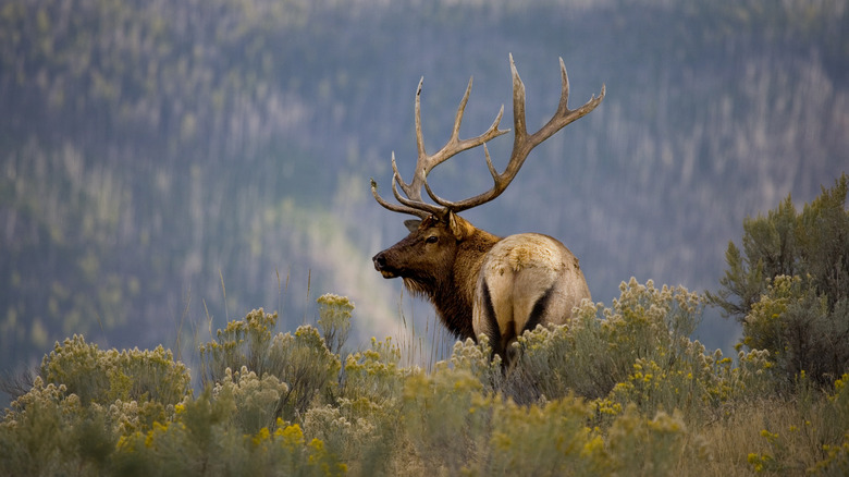 Bull elk in nature