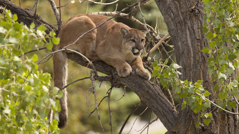 Mountain lion perched on tree branch