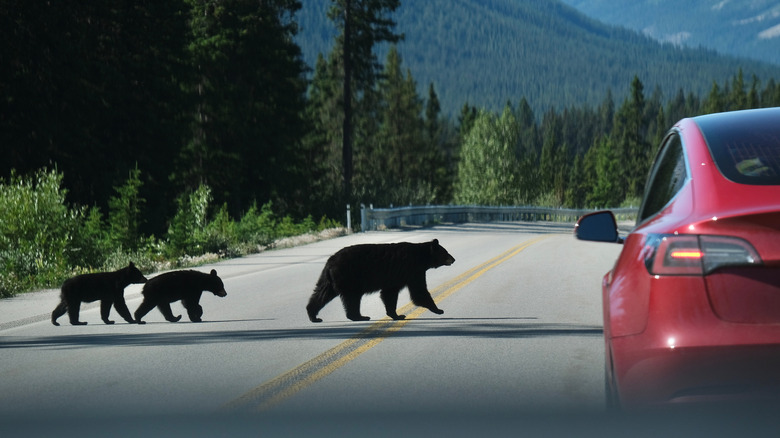 Black bear and cubs crossing the road