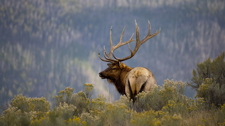 Bull elk with large antlers