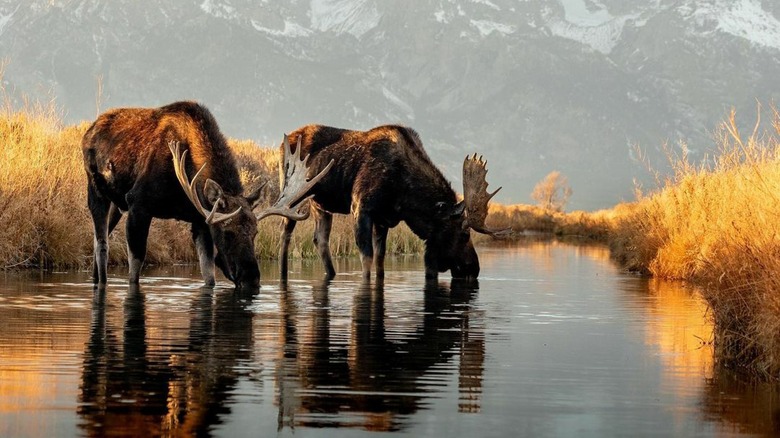 Pair of moose drinking water