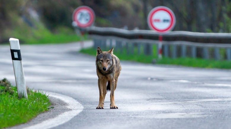 Wolf on road