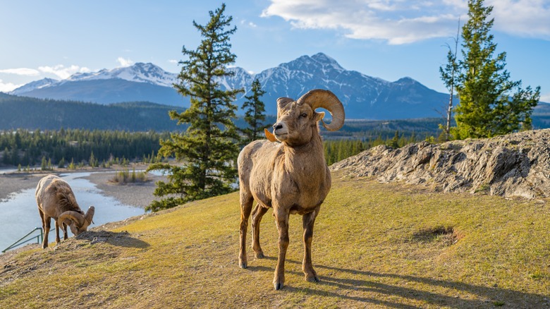 Bighorn sheep on field near water and mountains