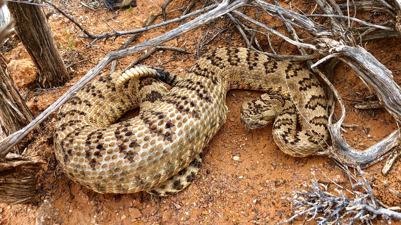Great Basin rattlesnake on ground near tree branches