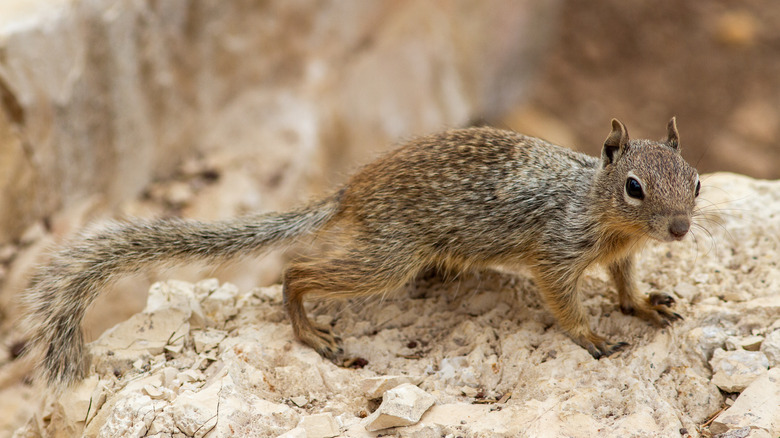 Rock squirrel on a rock 