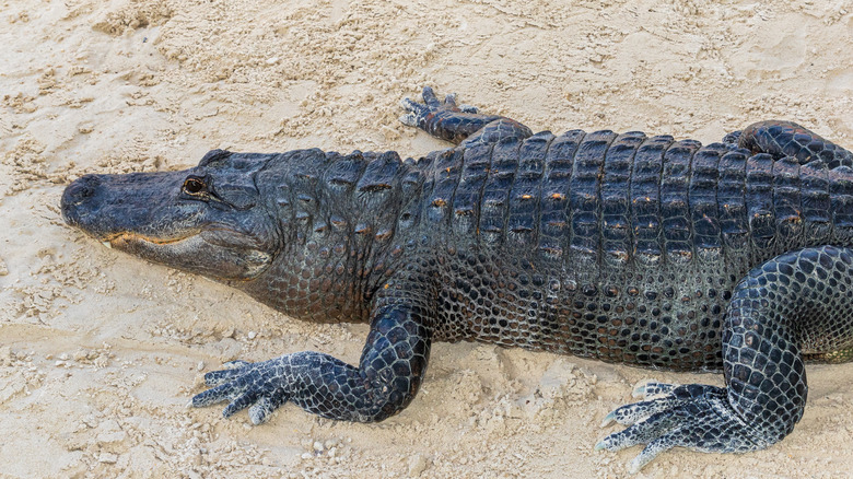 alligator laying on beach