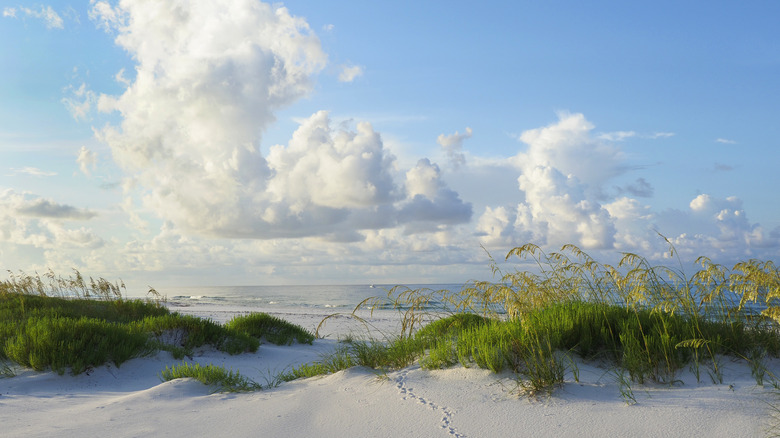 beach on the florida gulf coast