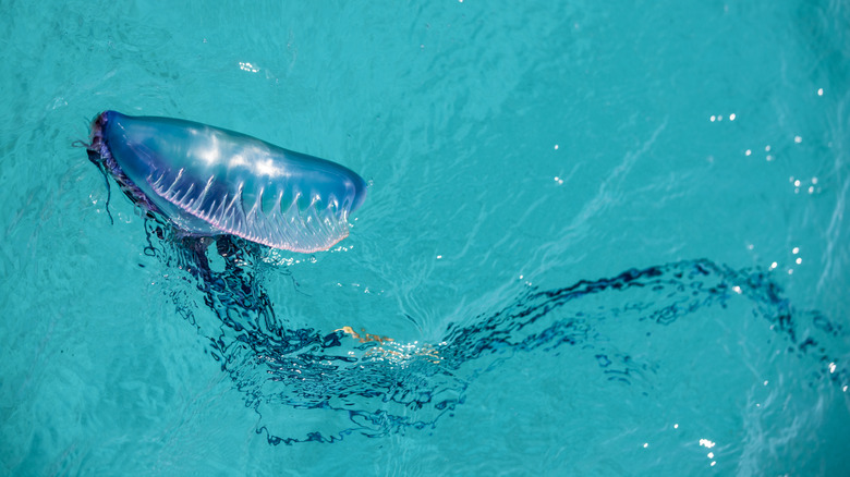 portuguese man o' war