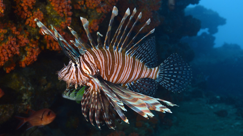 lionfish