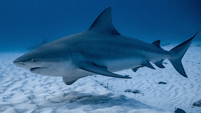 bull shark swimming near ocean floor