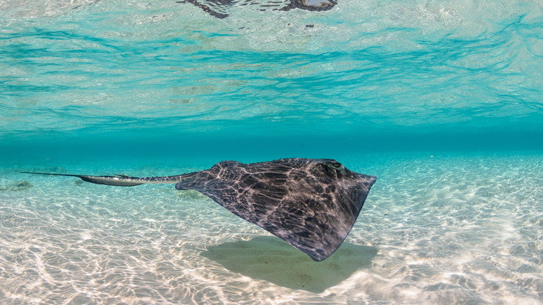 Southern stingray swimming underwater