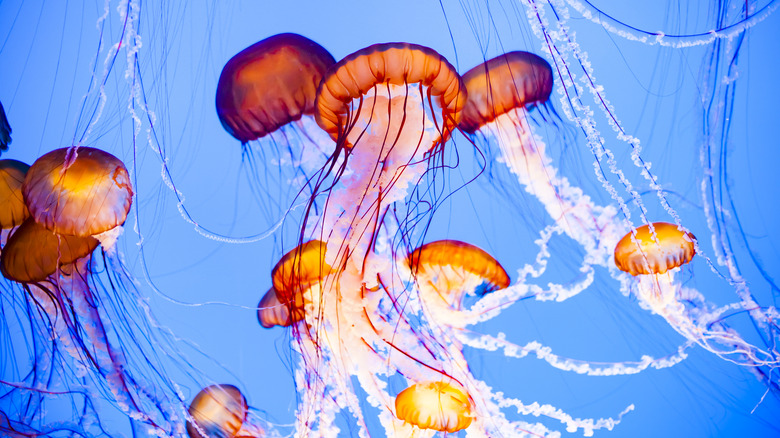 Many jellyfish underwater