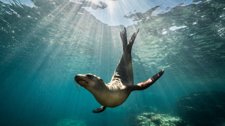Seal diving 
