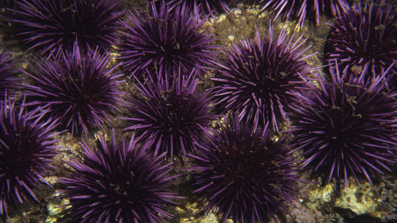 Sea urchins on the ocean floor