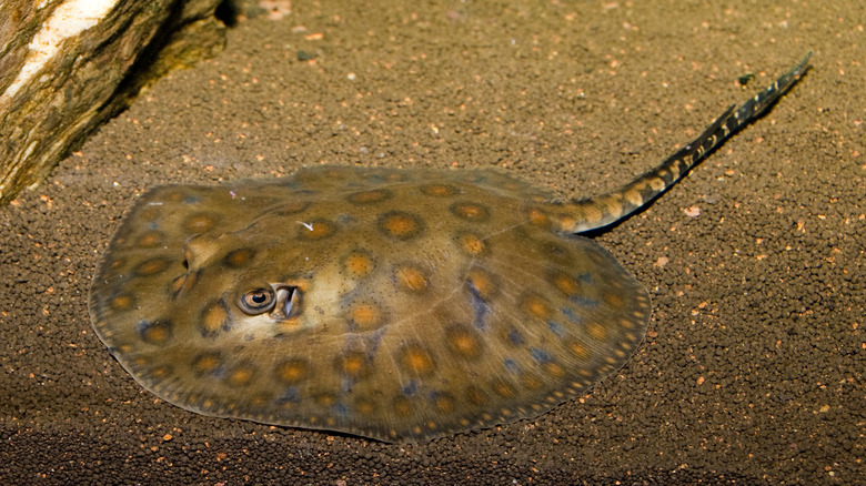 Round stingray on ocean floor