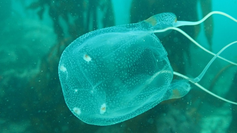 White box jellyfish in ocean