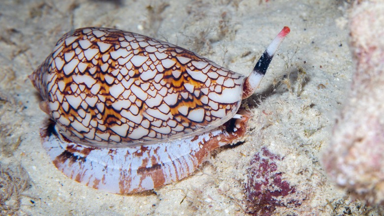 Poisonous textile cone snail