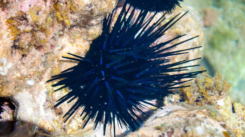 Venomous Hawaiian sea urchin