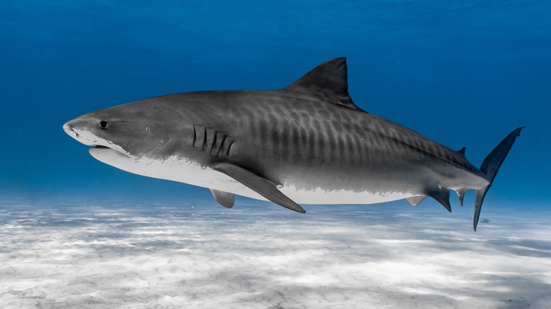 Tiger shark profile