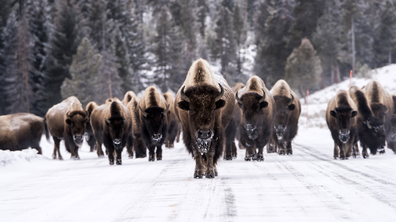 A herd of bison facing the camera with snow and trees in the background