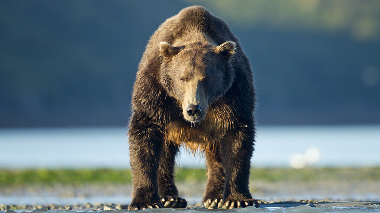 A damp grizzly bear staring directly at the camera in front of a river