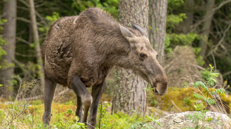 A moose with no antlers and its ears back looking uneasy